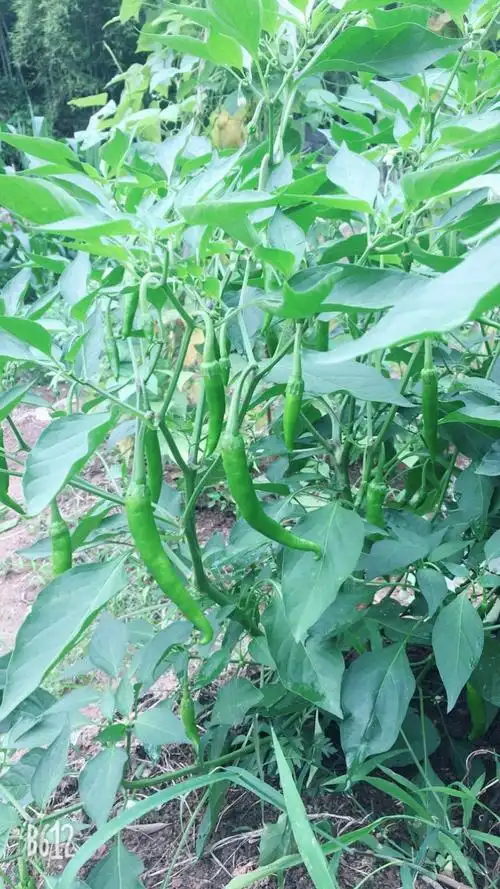 一个个又细又长的青椒挂满了枝头.