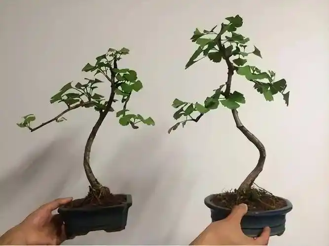 5种小盆景,从小开始养,又香又长寿,养大了值"千元"_小苗_造型_清香