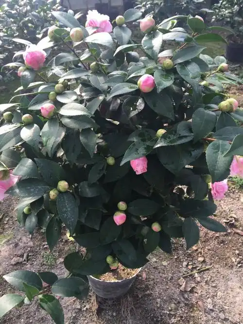 供应广西四季茶花苗和山茶花苗和茶花树苗简介-林草种苗网