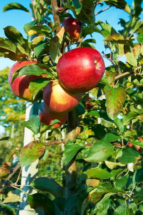 新鲜健康的红苹果在果园里的一棵树上.农业在秋天
