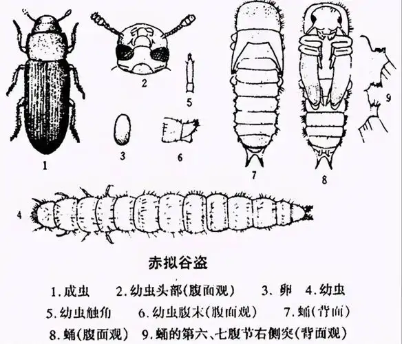 而一夫多妻制度下的,一夫多妻之下的赤拟谷盗却没有出现类似的情况,在