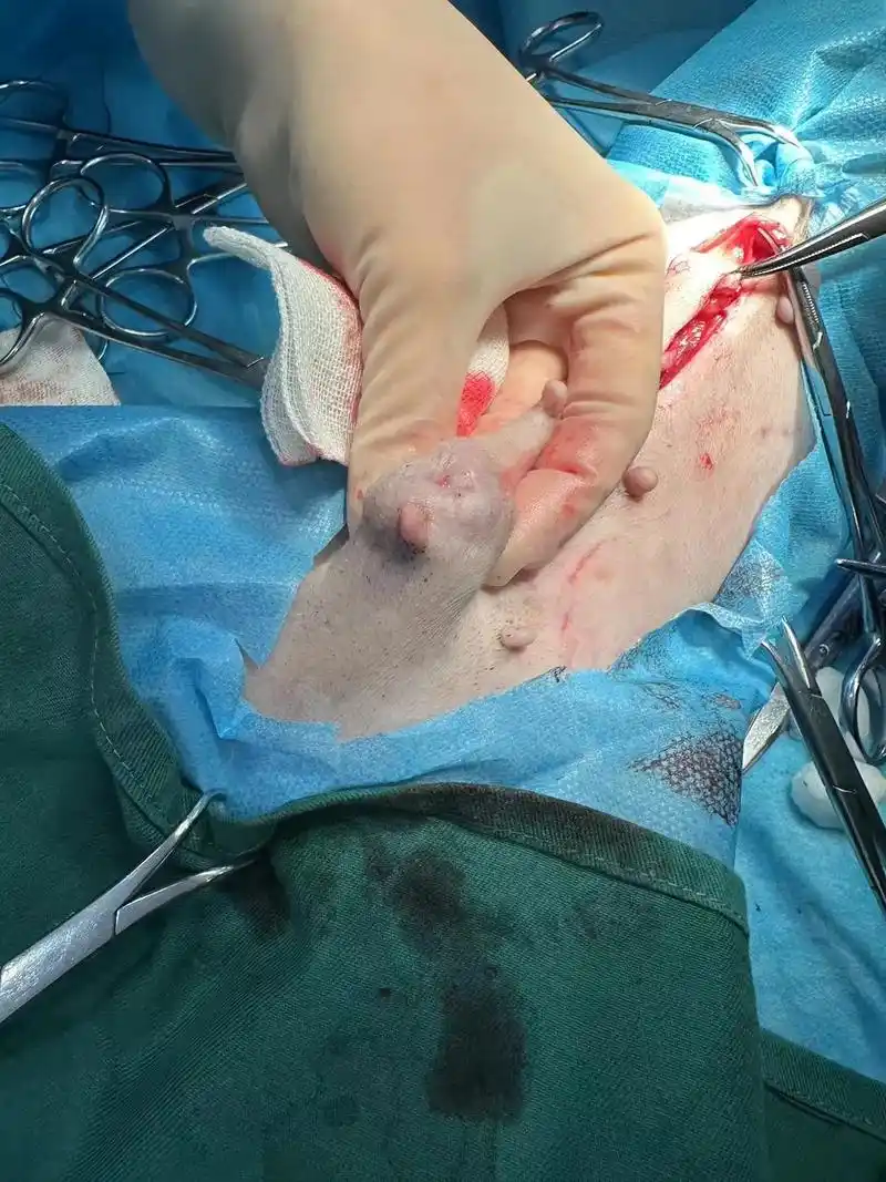 12岁高龄的小妹妹.#这我的小狗快看啊 皮下囊肿切除,乳腺瘤 - 抖音