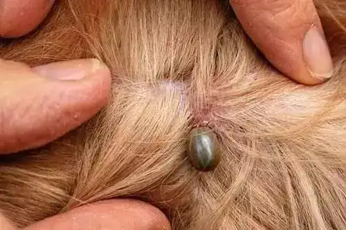 牛身上草爬子怎么消灭?