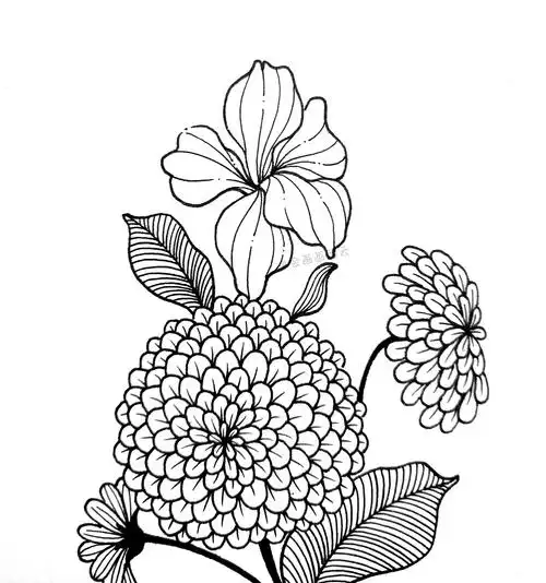 8步教你画百日菊(百日菊简笔画)