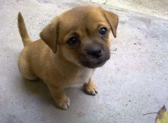 土狗幼犬的挑选方法是什么