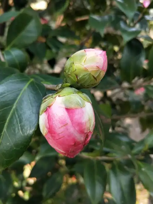 含苞待放的茶花