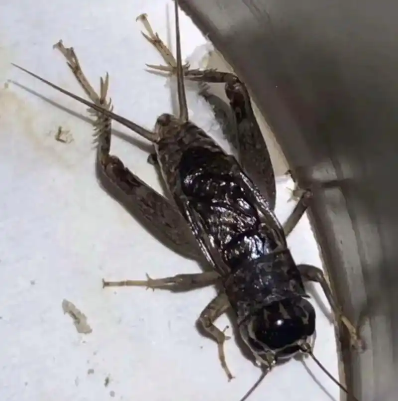 自抓于新乡的怪斗丝,会打架.#河南蛐蛐#青大头#新乡蛐蛐