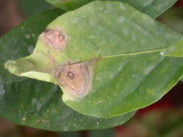 生产中最常见21种辣椒病害,有16种是真菌性病害!附防治方法