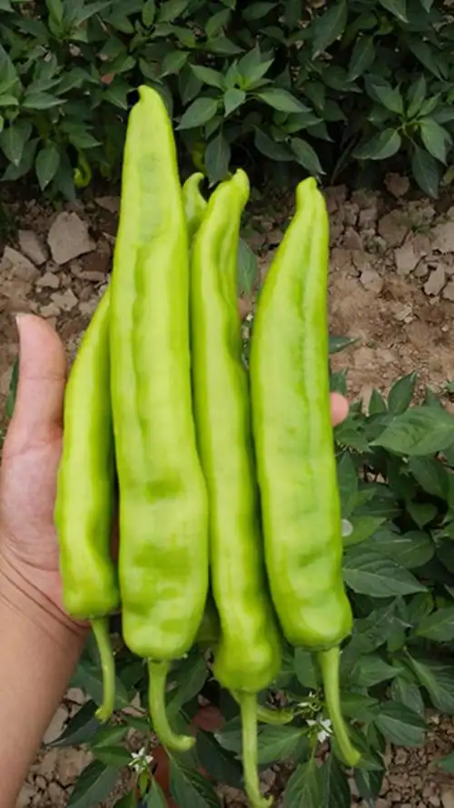 辣椒豫艺种业金富807黄绿皮羊角椒产量高露地抗病强坐果多10克