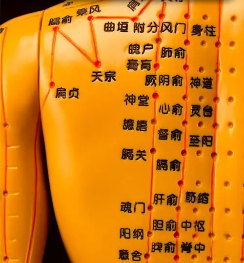中医针灸穴位图人体模型铜人全身十二经络小皮人针灸模特扎针练习 48