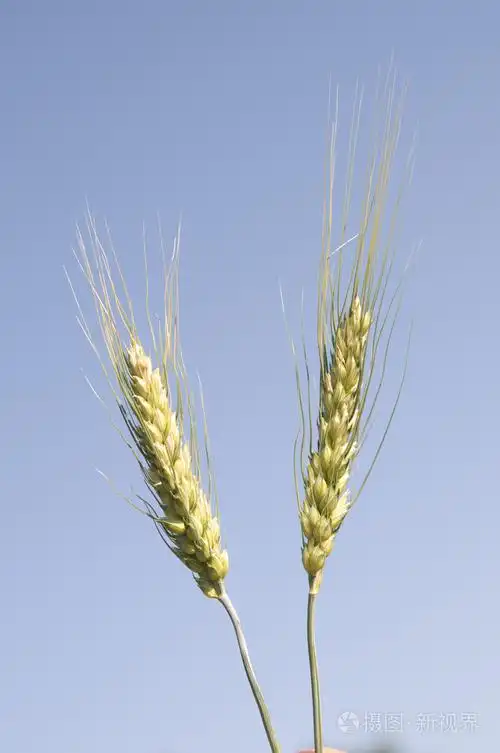 天空中的大麦