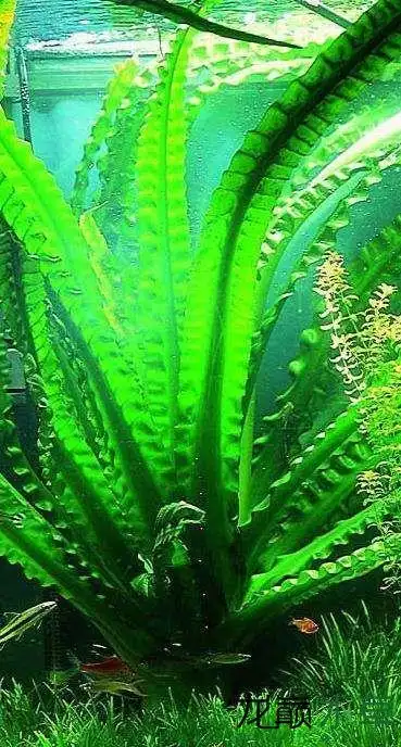 石蒜科 水草资料