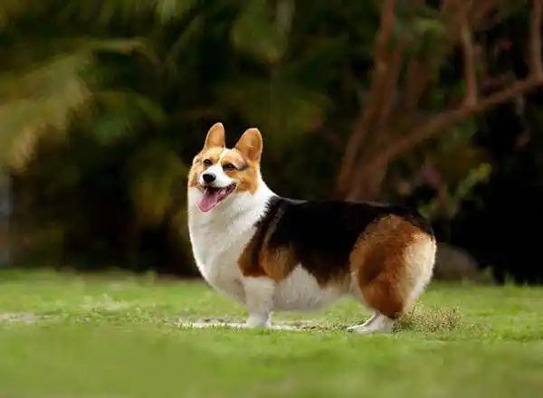 哪种狗最适合老人养十大适合老年人养的小型狗给老人选一只吧