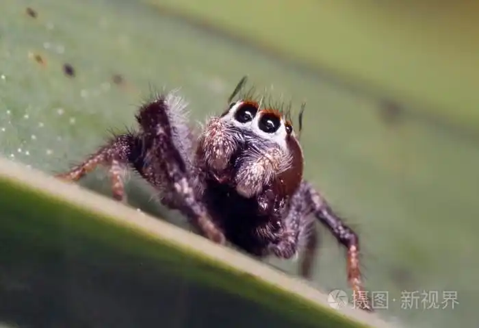 灰色跳跃的蜘蛛照片-正版商用图片1c9ban-摄图新视界