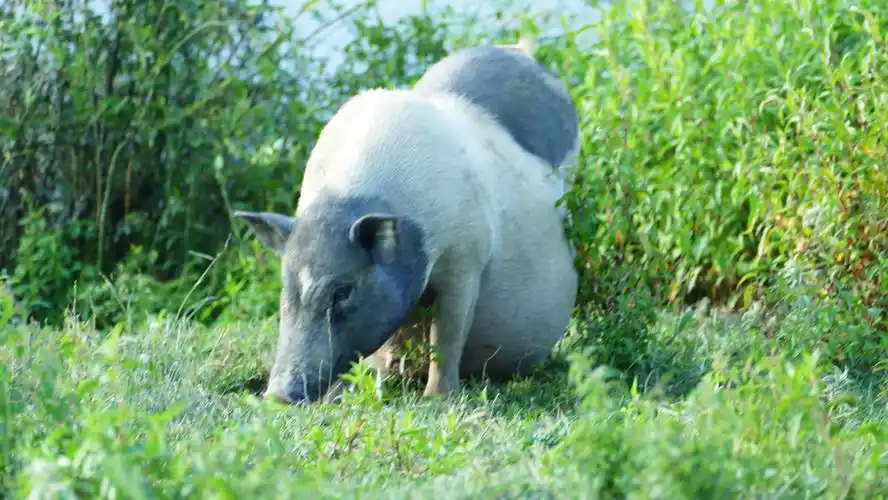 麻江:四姐妹养生态山猪 探索增收致富之路_代德秀
