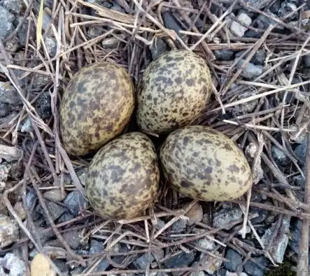 这是什么鸟的蛋,露天捡的