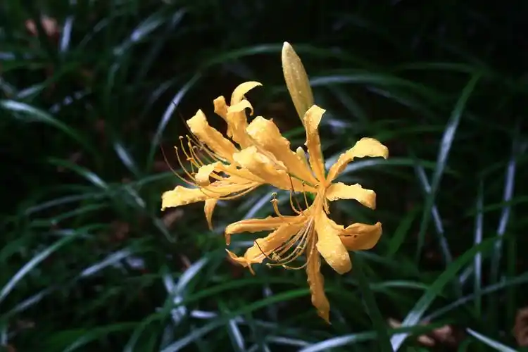 中国石蒜石蒜科石蒜属