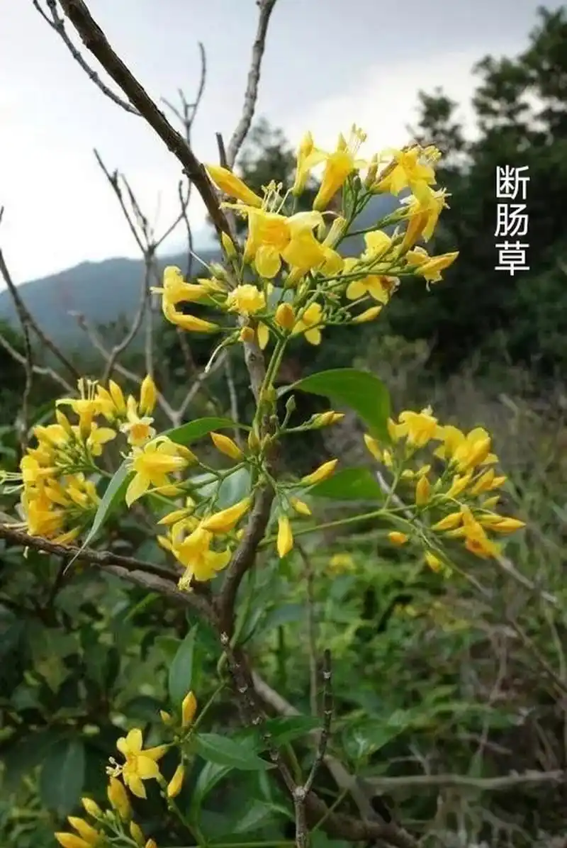 【古代毒药】  1第一名:鹤顶红    明清时期一品官员的朝服补子是