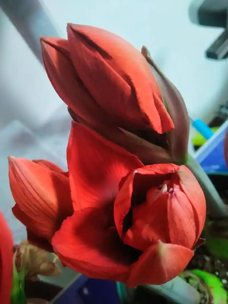 朱顶红系列之～国王～绽放过程回顾. 丝绒般透着闪光的花瓣,花 - 抖音