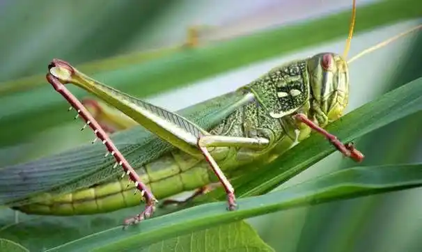 咸丰帝如何灭蝗虫?奉"刘猛将军"为驱蝗正神,大赦各地罪犯_飞蝗_蝗灾_
