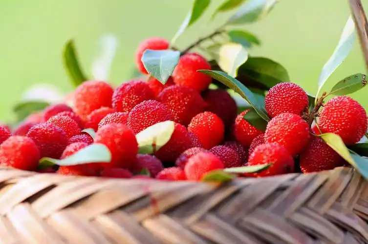 杨梅开花图片大全大图,杨梅开什么花图片(分析杨梅的作用与食用价值)