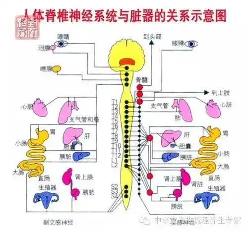 除了骨头出问题,脊柱内部的神经"生病"也会引起一系列的脊源性疾病.