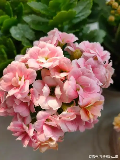 记录长寿花开花的状态