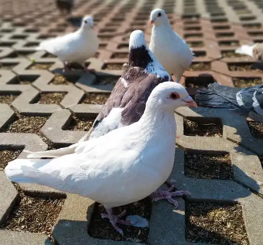 标题:广场鸽子集