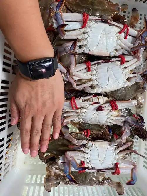 梭子蟹中秋节前的好货奶茶价格