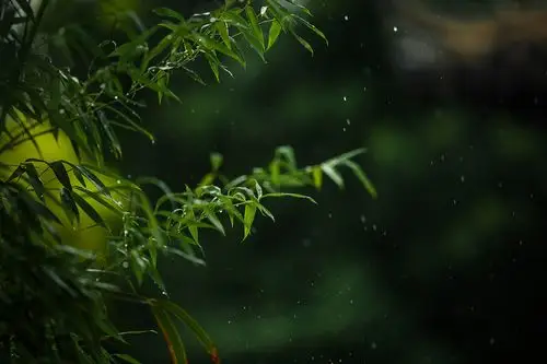 雨中的竹子