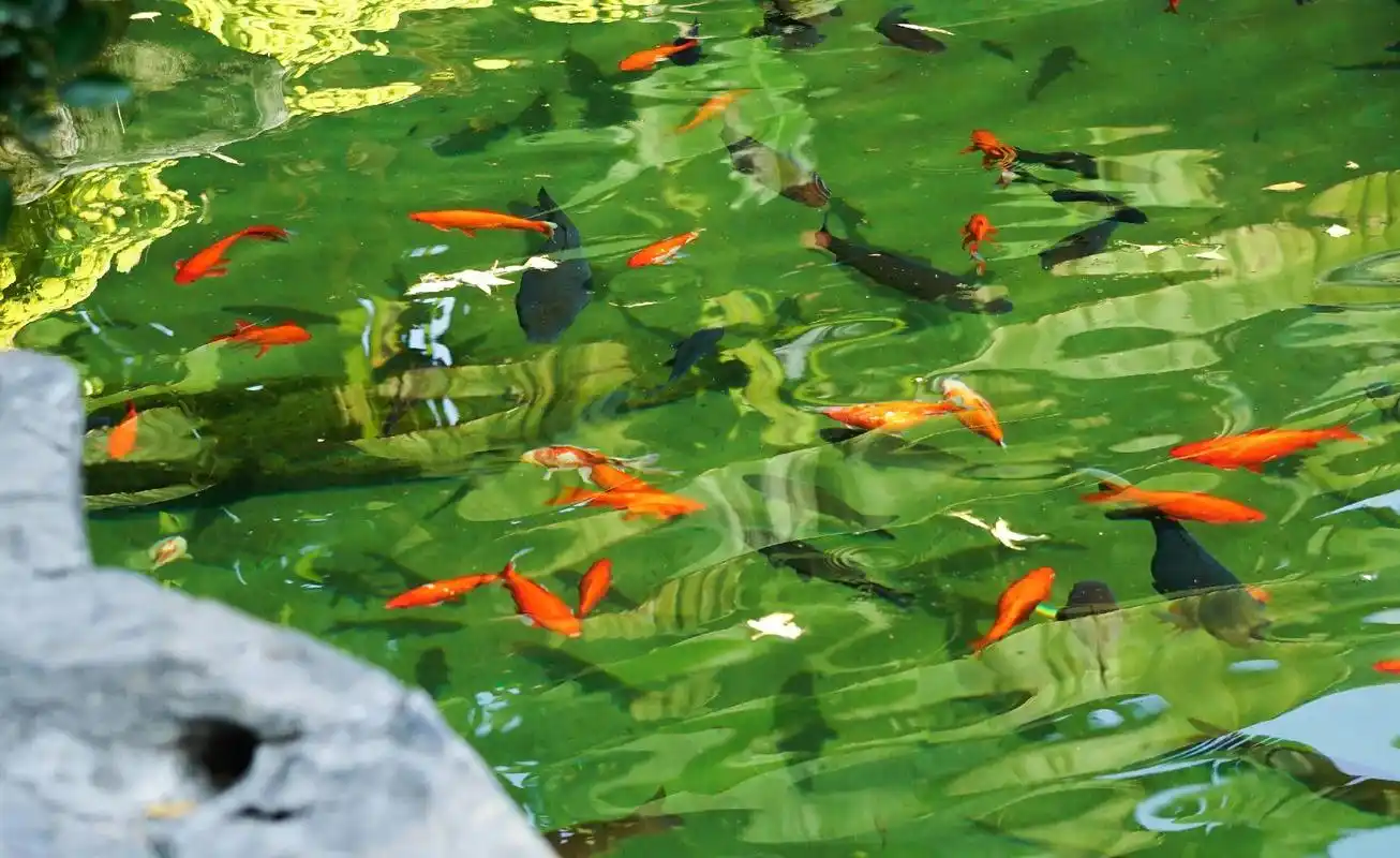 好运总会来的.#摄影 #锦鲤 #a6000  - 抖音