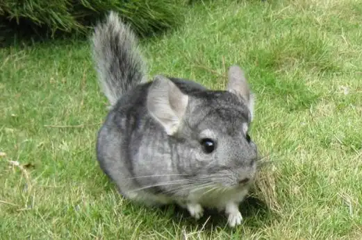 龙猫真死和假死症状