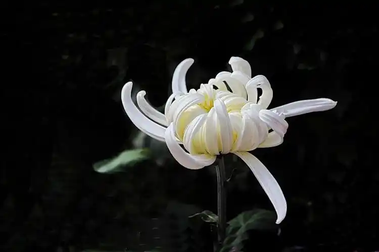 一组菊花祭先烈