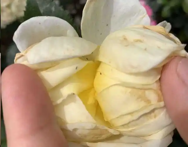 蓝妖夏季月季花蓟马猖獗现在防治正当时