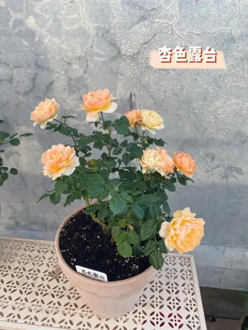 杏色露台乖巧可爱的阳台系列