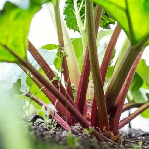 大黄真是一个奇特的东西