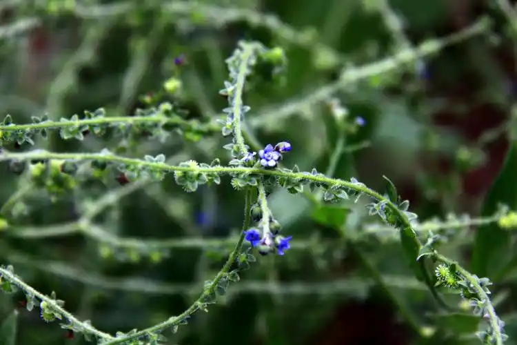 【琉璃草】紫草科,琉璃草属