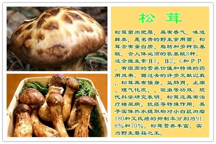 品名:野生干松茸菌净含量:88克(毛重304克)质量等级:特级卫生许可证