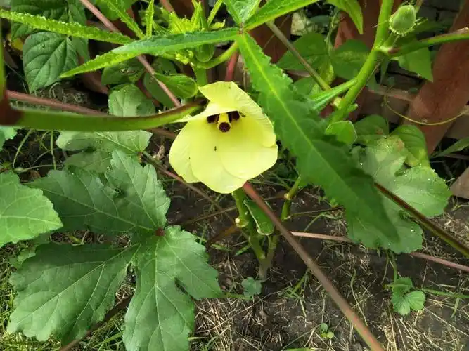 日月峡中草药(435)--黄葵3