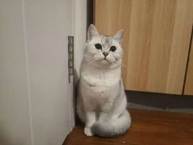 英短银渐层母猫找男朋友