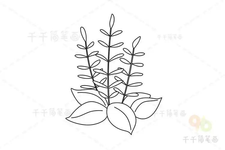 一串红简笔画图片