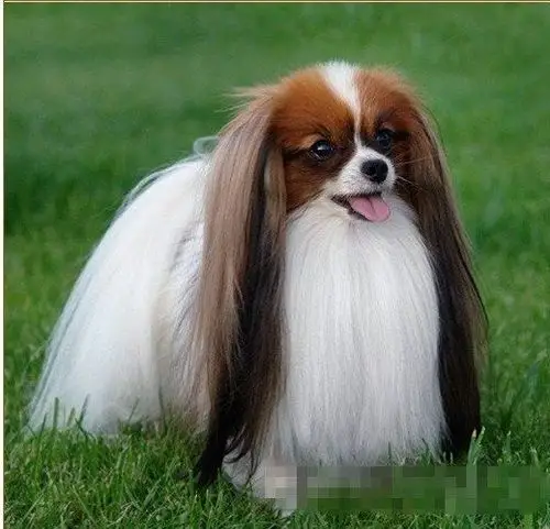 蝴蝶犬俱乐部 - 狗民论坛 - 狗民网