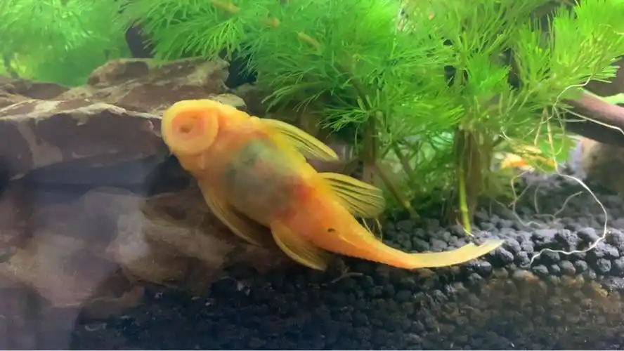 请问这只黄金大胡子抱卵了吗 - 异型鼠鱼 - cta南美水族