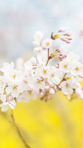 小清新,唯美意境,植物,小清新,唯美,花朵,静物,植物,手机壁纸小清新