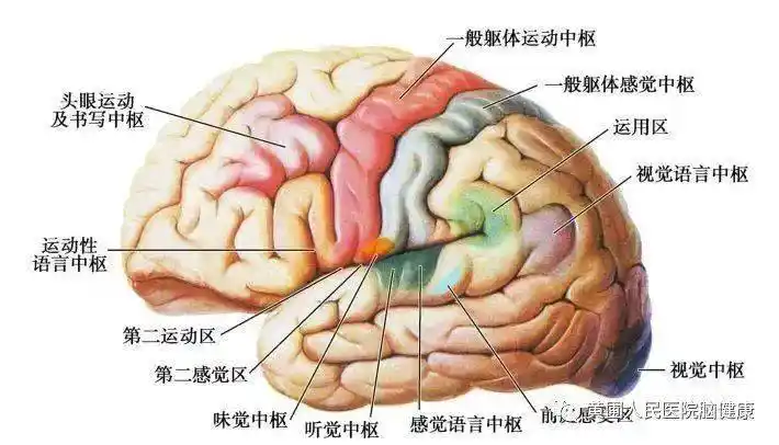抑郁,焦虑多为额叶,颞叶,边缘叶,基底节梗死者,易激惹多见于边缘叶
