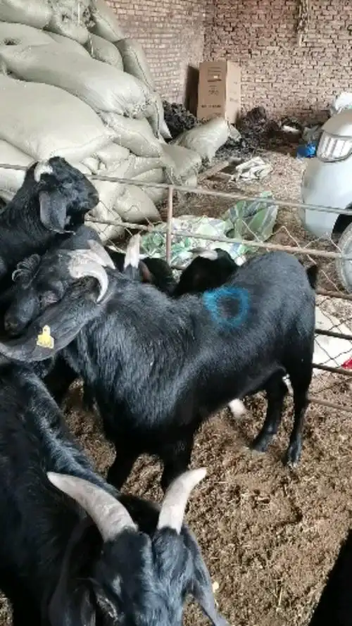 黑山羊大耳朵种公羊