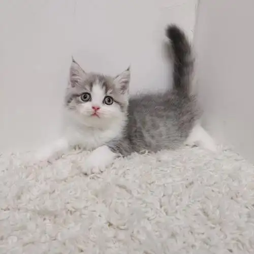 找新家英短蓝虎斑弟弟接受预定啦