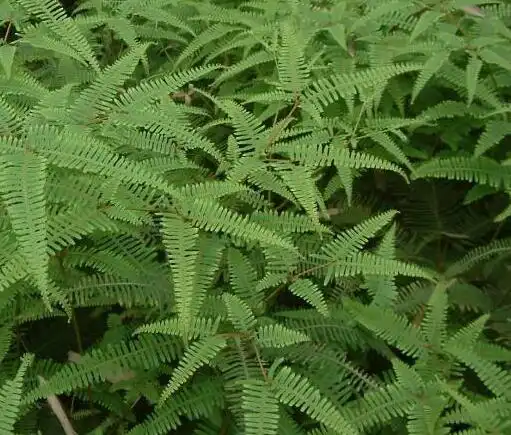 芒萁主治清热解毒祛瘀消肿散瘀止血治痔疮血崩鼻衄小儿