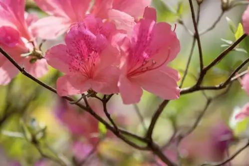 杜鹃花是双子叶植物纲,杜鹃花科,杜鹃属的常绿灌木,落叶灌木.