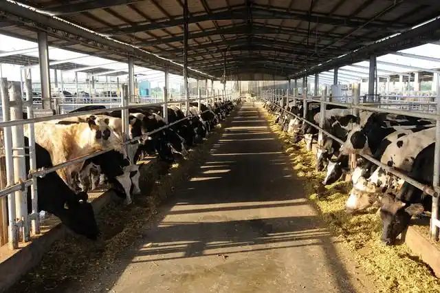 规模化牛羊养殖场疫病的防控措施